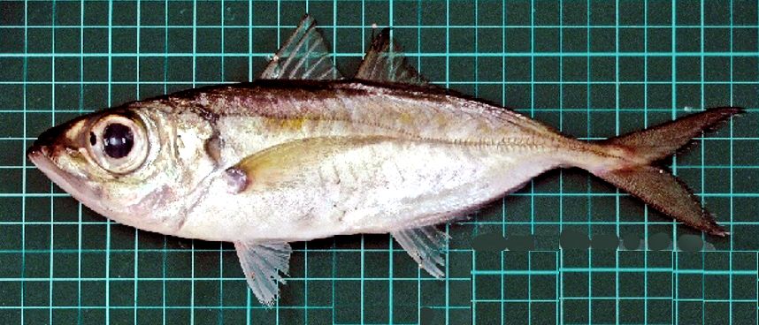 Selar crumenophthalmus_007